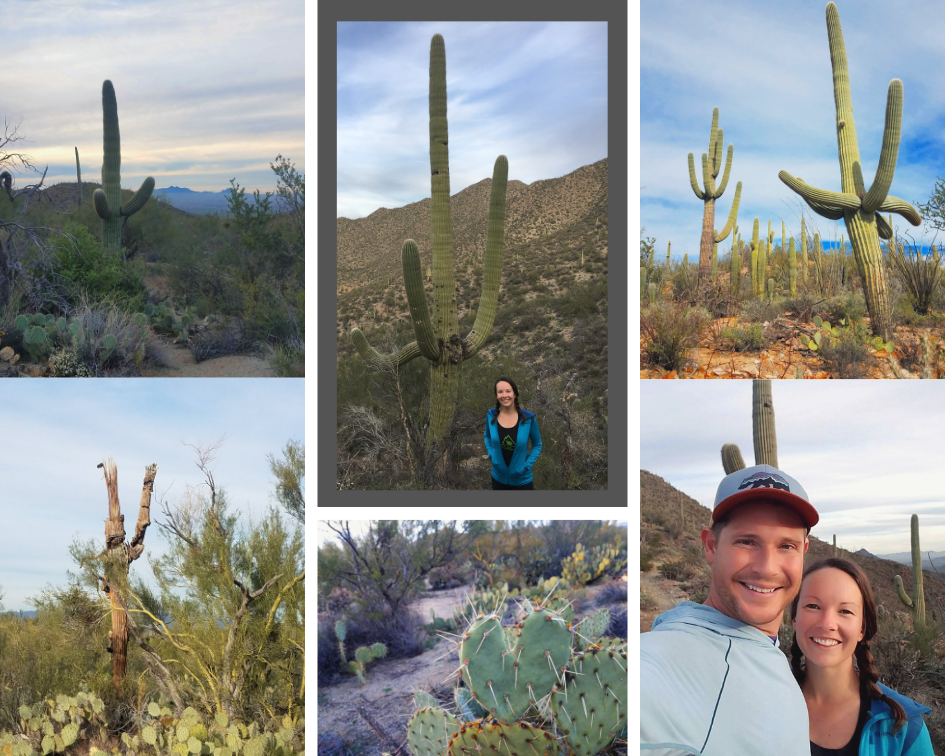 saguaro national park west