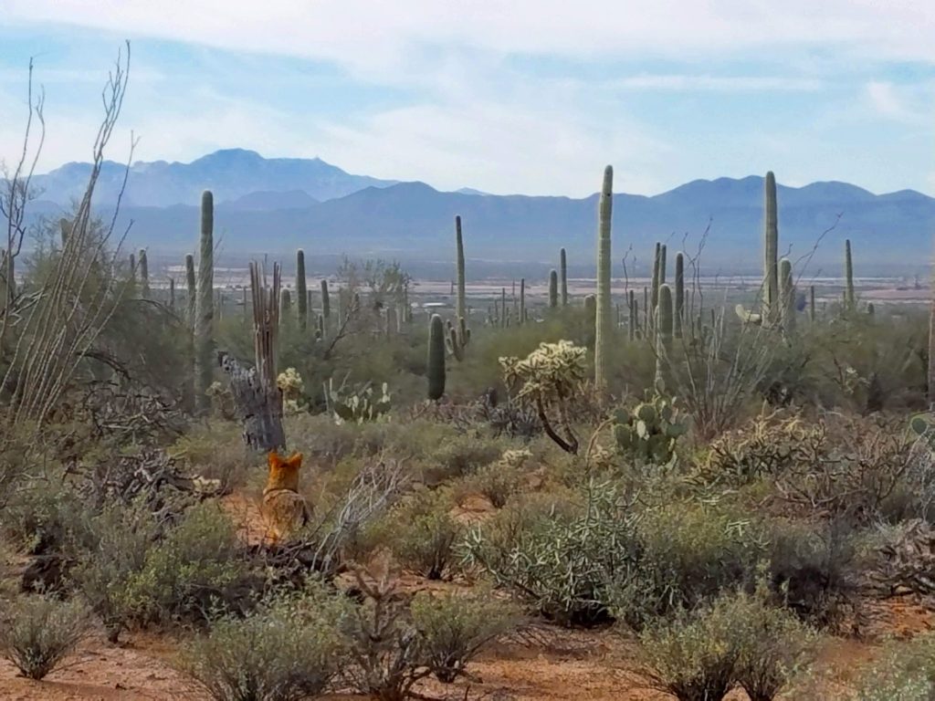 saguaro coyote